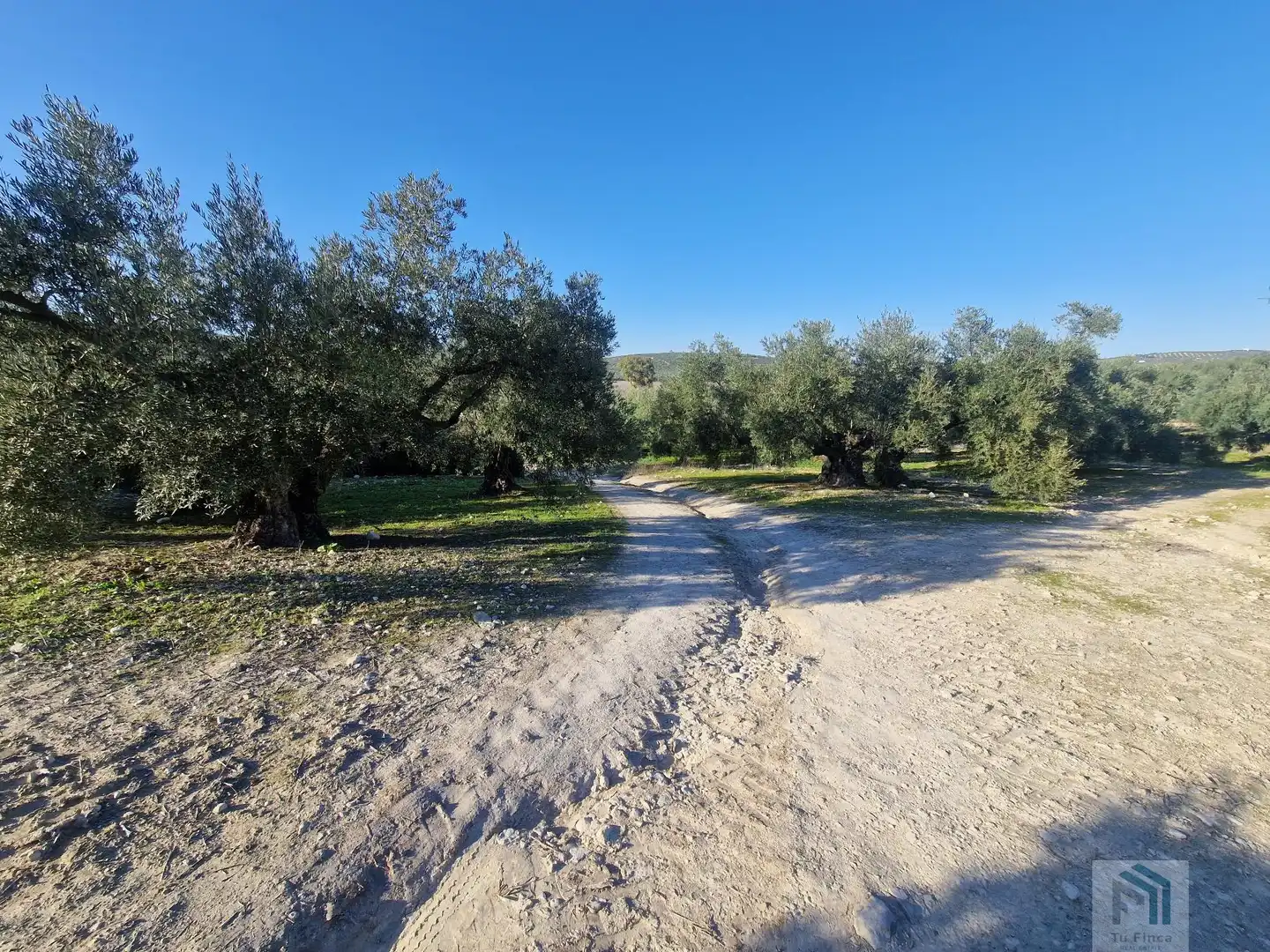 Finca rústica en venda a Montilla