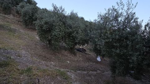 Foto 3 de Finca rústica en venta en Jabalcuz, Jaén Capital