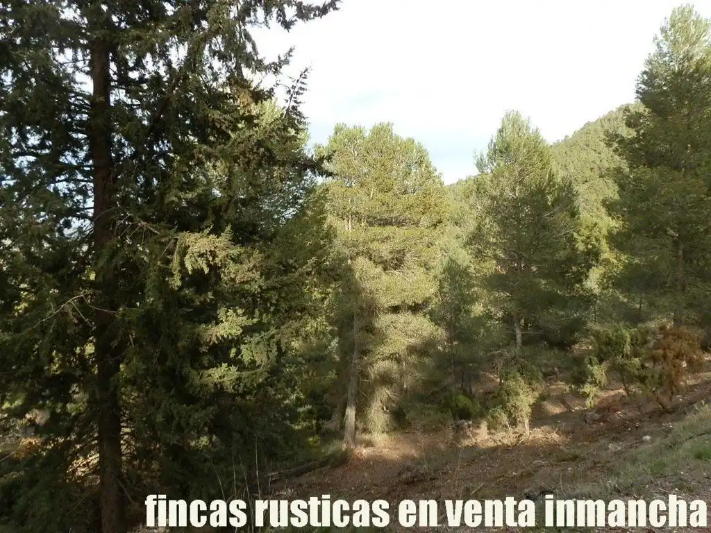 Rural land for sale in Requena, imagen 4