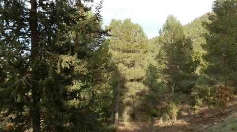 finca en venta caza mayor en Albacete, immagine 4