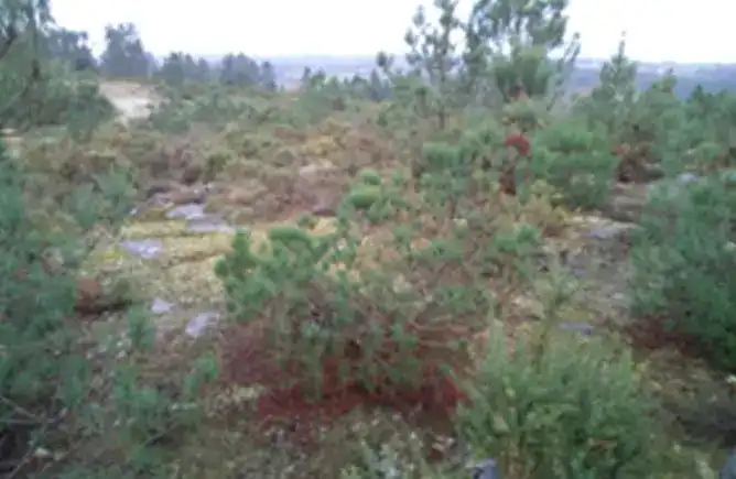 Terreno rústico en venta en Lalín, imagen 2