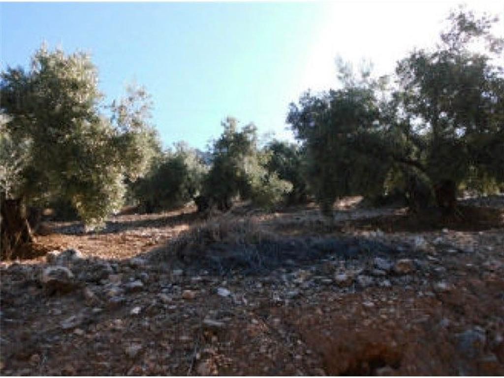 Land for sale in Sorihuela del Guadalimar