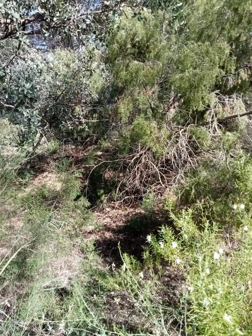 Residential land for sale in NUEVA SIERRA GJ