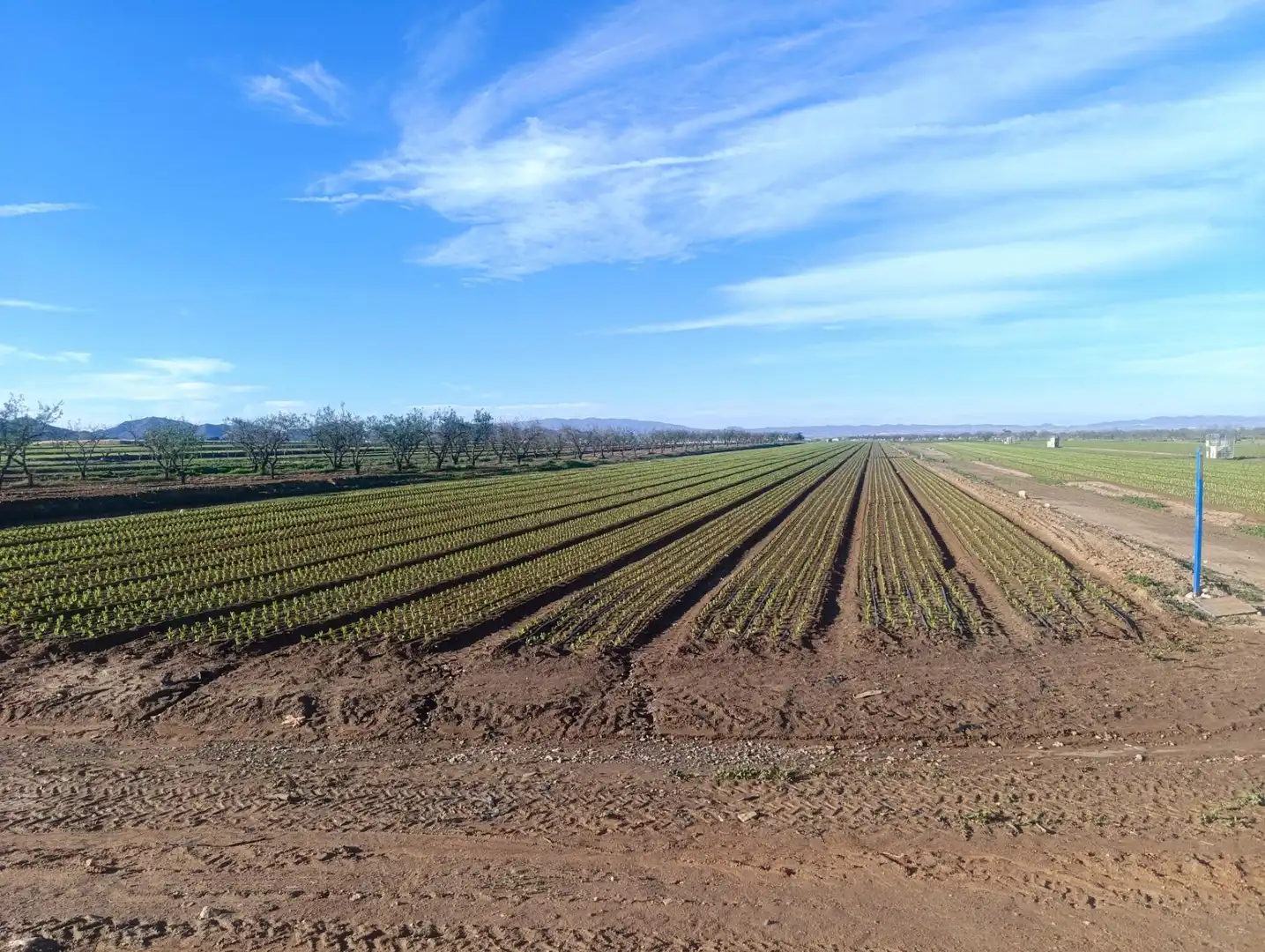 Terreno rústico en venta en Pasaje TORRE CALIN-DS ALJORRA 1, imagen 9