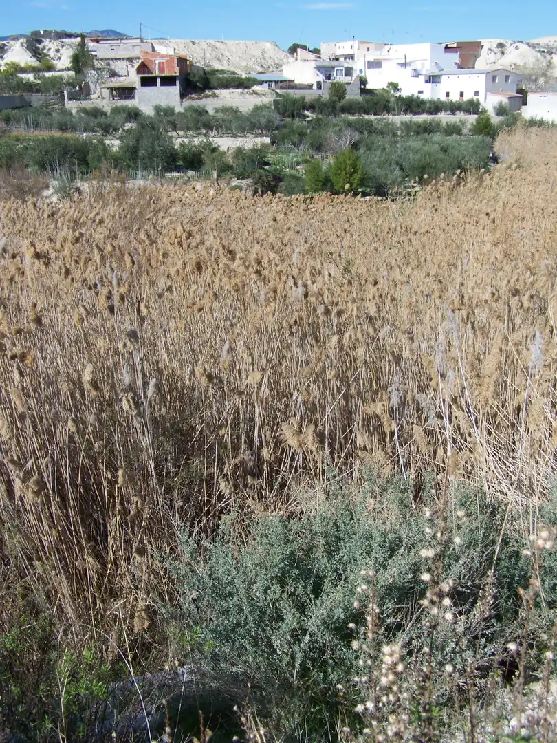 Land for sale in Albudeite