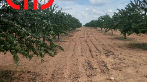 ALMENDROS DE SECANO