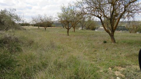 CONJUNTO DE PARCELAS A LA VENTA EN BOCAIRENT, immagine 4