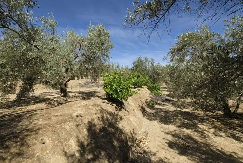 Terreno rustico in vendita a El Valle, imagen 22