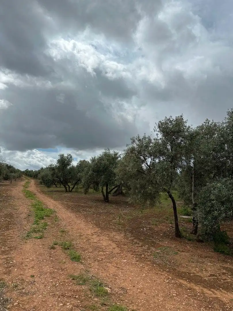 Terreni e lotti in vendita a Torreblascopedro, imagen 9