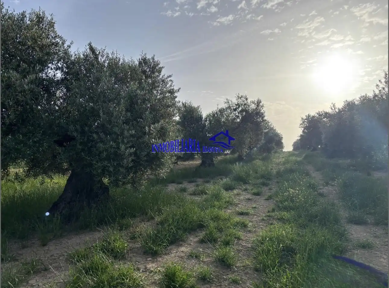 Finca rústica en venta en Bujalance