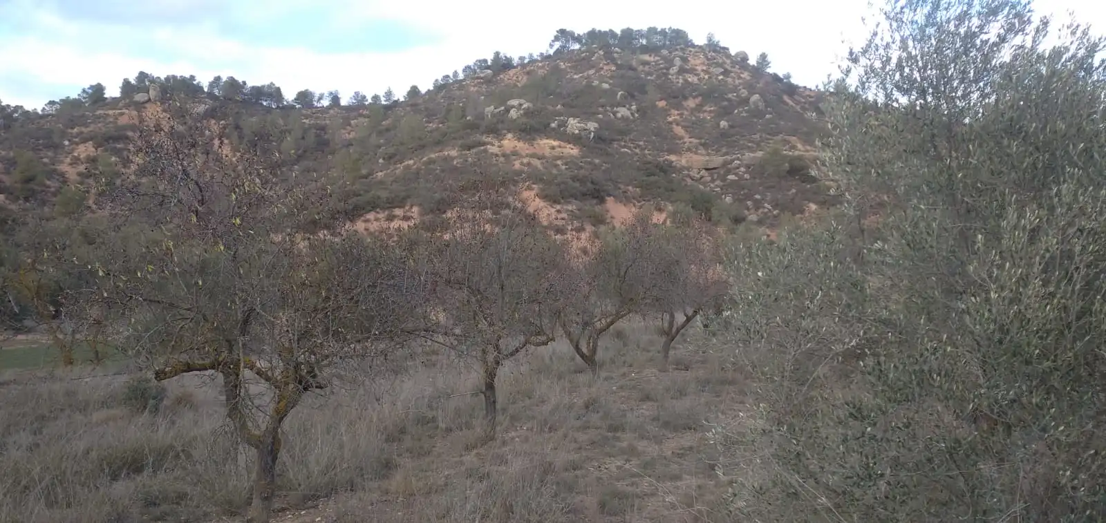 Terreno en venta en La Torre de l'Espanyol