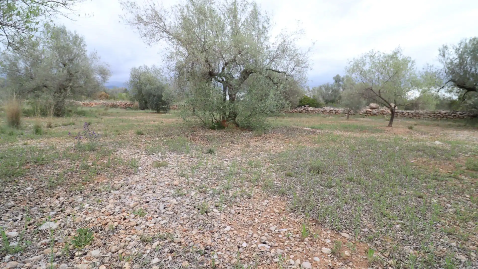 Terreny rústic en venda a Ulldecona, imagen 12