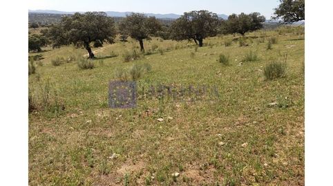 FINCA GANADERA DE UNAS 270 HECTÁREAS EN LA ZONA DE ALISEDA, imatge 3