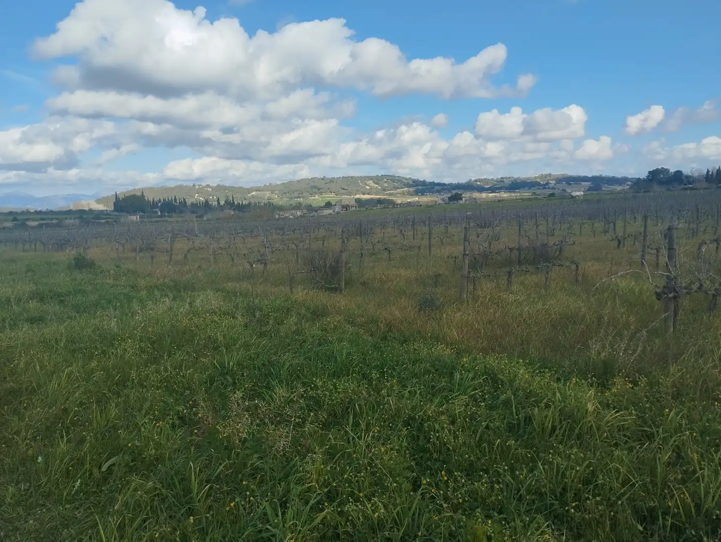 Terrain résidentiel à vendre à Algaida, imagen 8