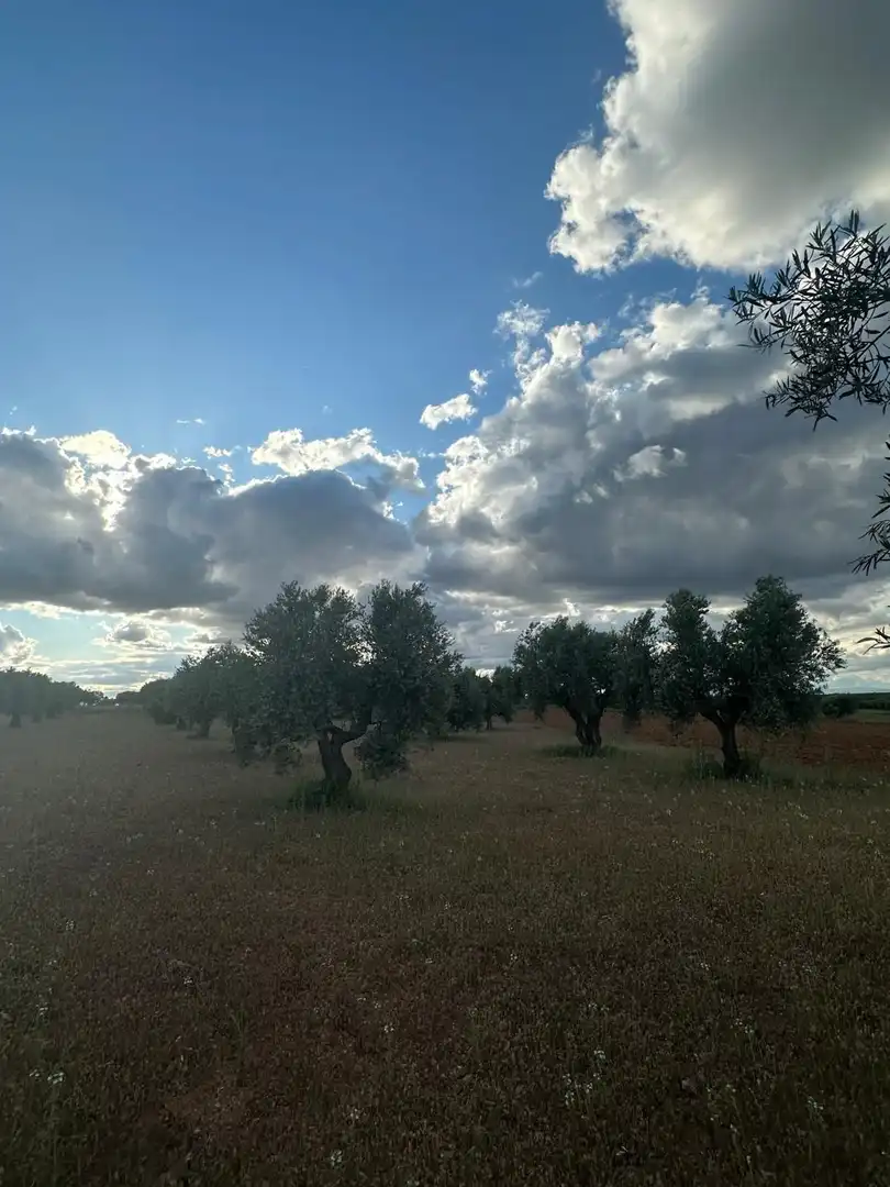 Terreno rústico en venta en Boca Zorra, imagen 2