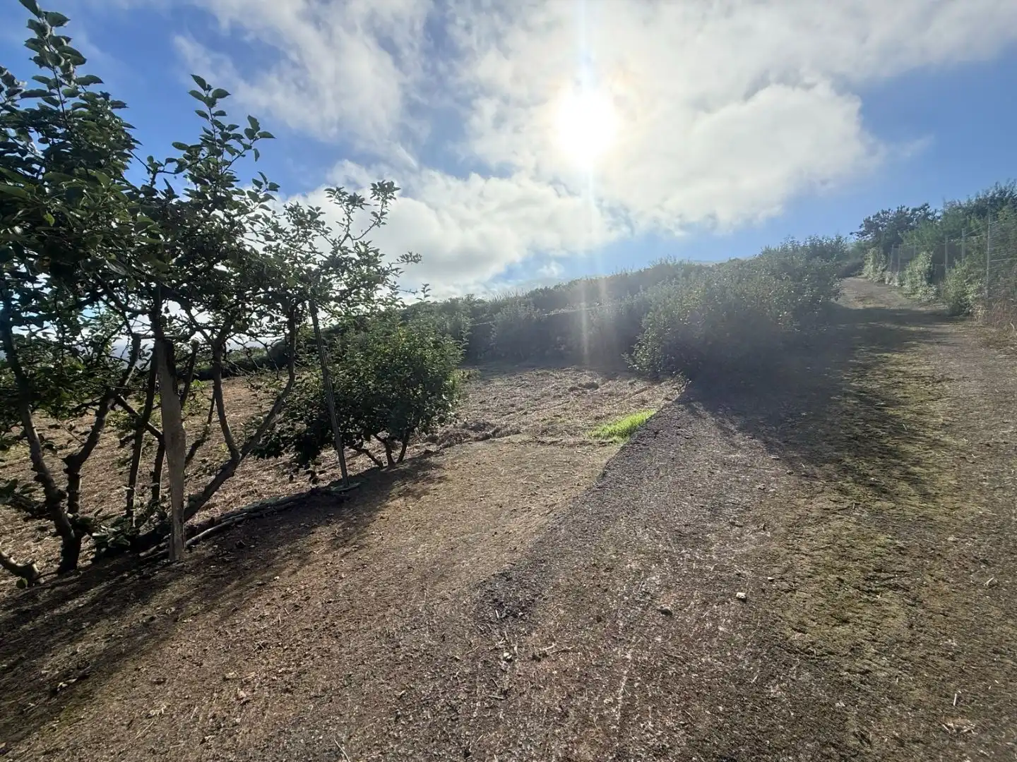 Finca rústica en venda en La Orotava