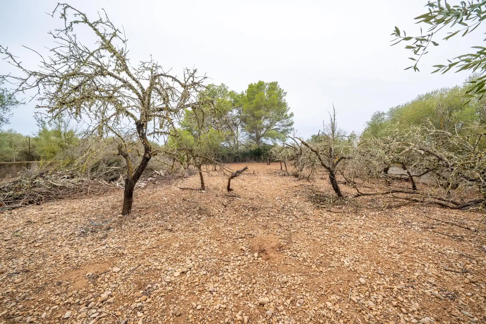 Casa rústica amb jardí en venda a Ctra Palma- Porto Petro, imagen 26