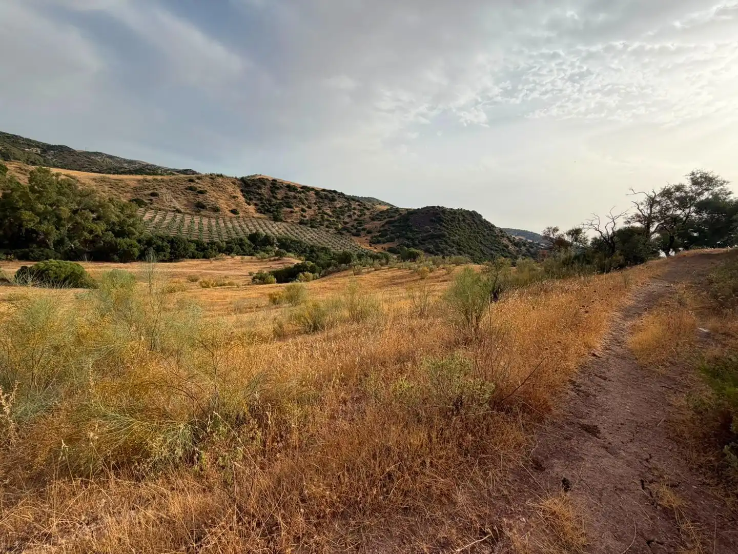 Rural land for sale in Morón de la Frontera, imagen 23