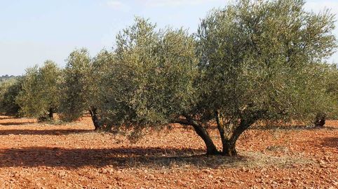 finca en venta 281 has. caza menor en Ruidera (C.Real), immagine 3