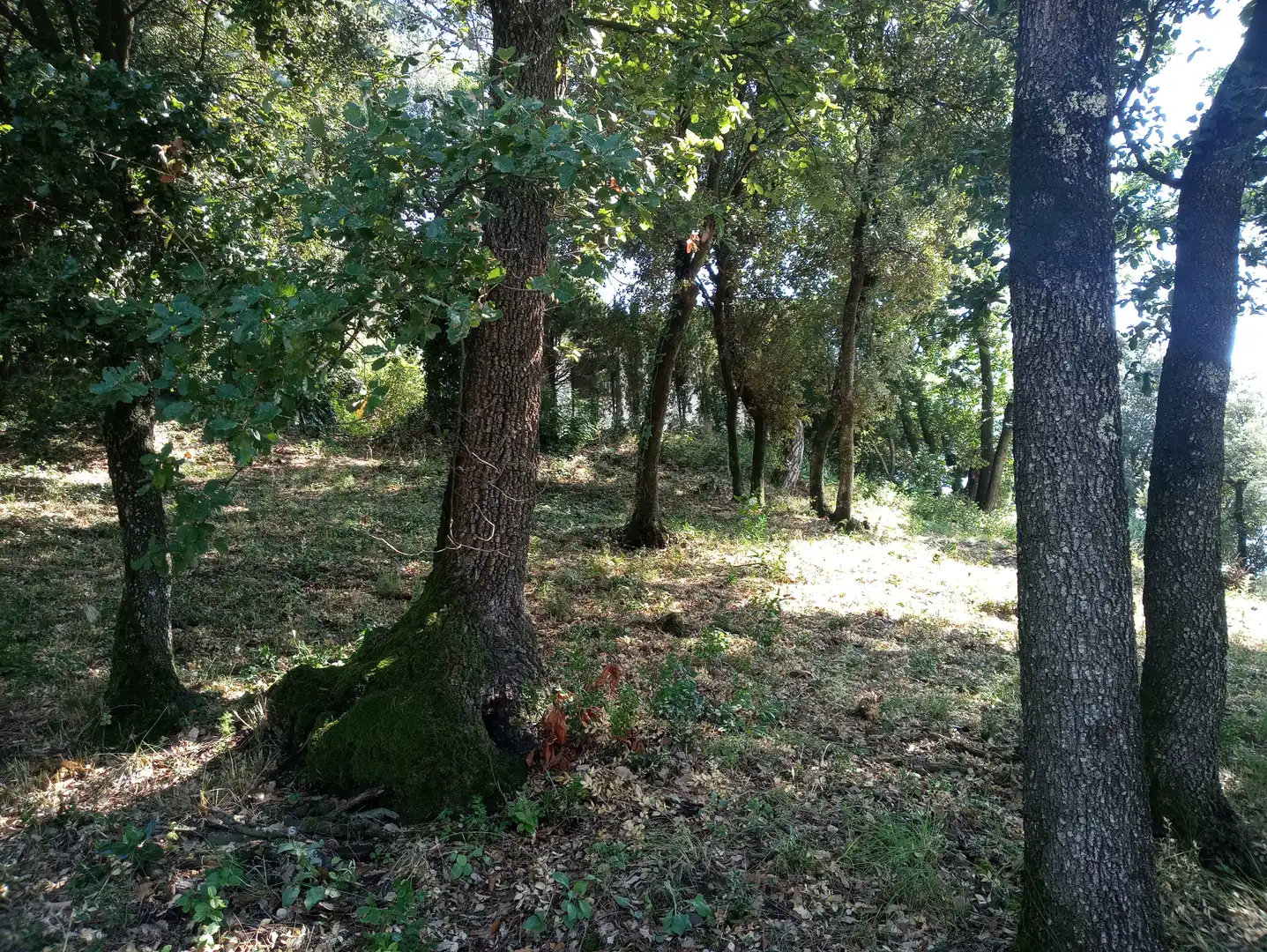 Terreno residencial en venta en Carrer de la Morera, imagen 6