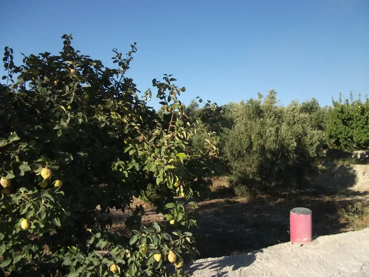 Finca rústica en venta en Caniles con Trastero y Amueblado