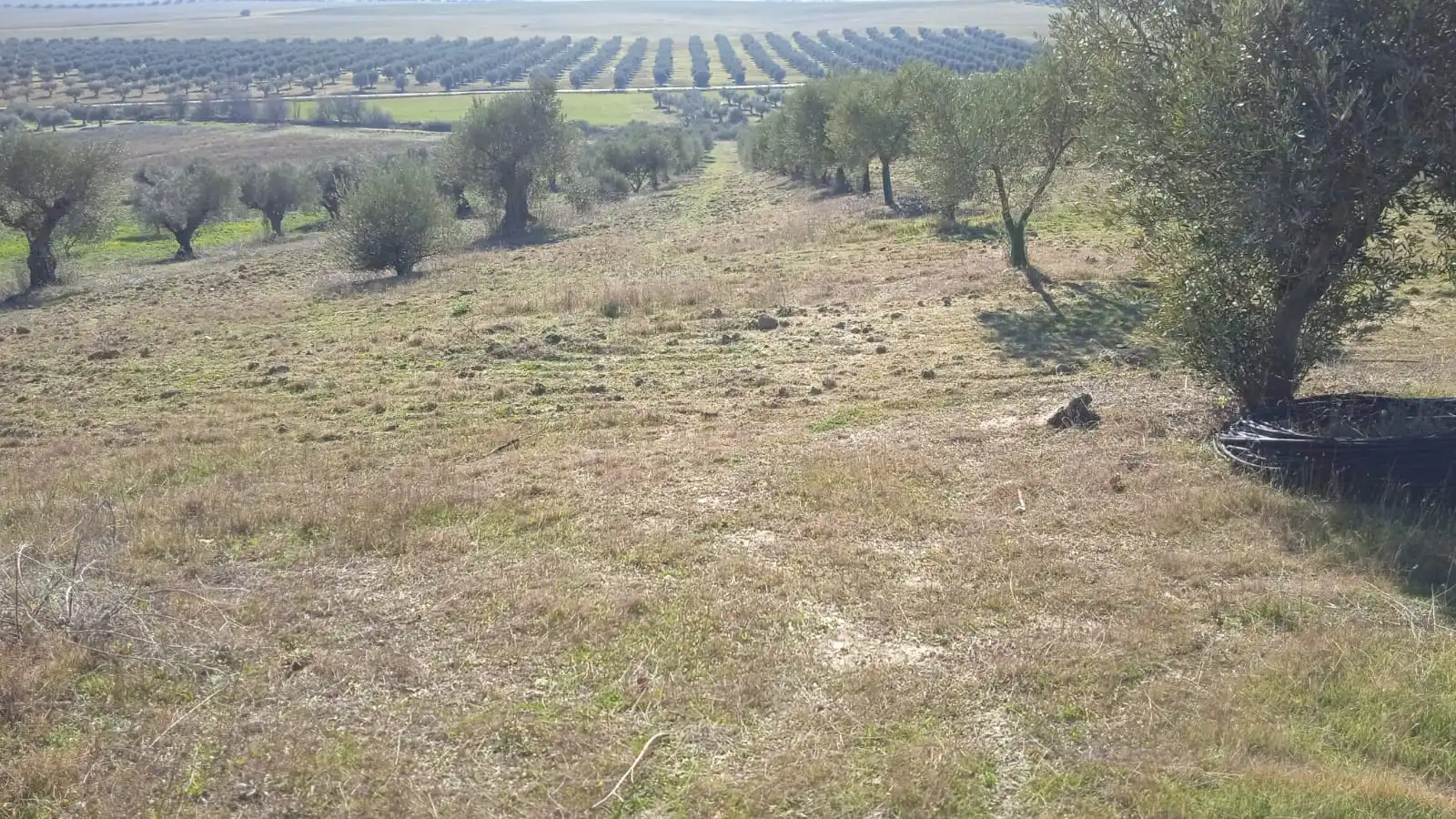 Terreno en venta en Illán de Vacas