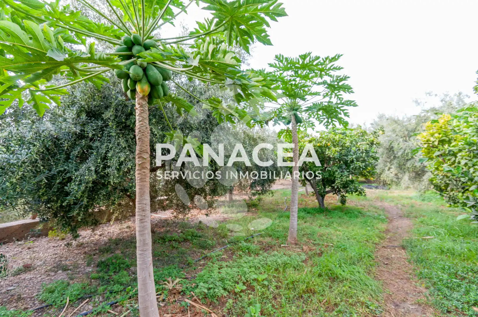 Finca rústica en venta en Vícar Pueblo