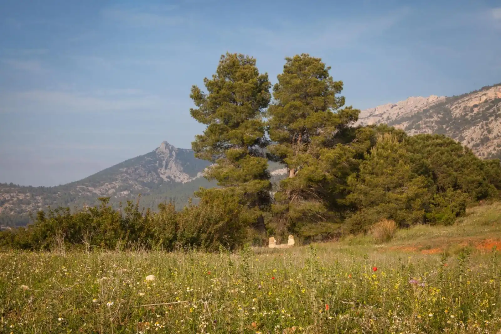 Lands and plots for sale in Mula, imagen 14