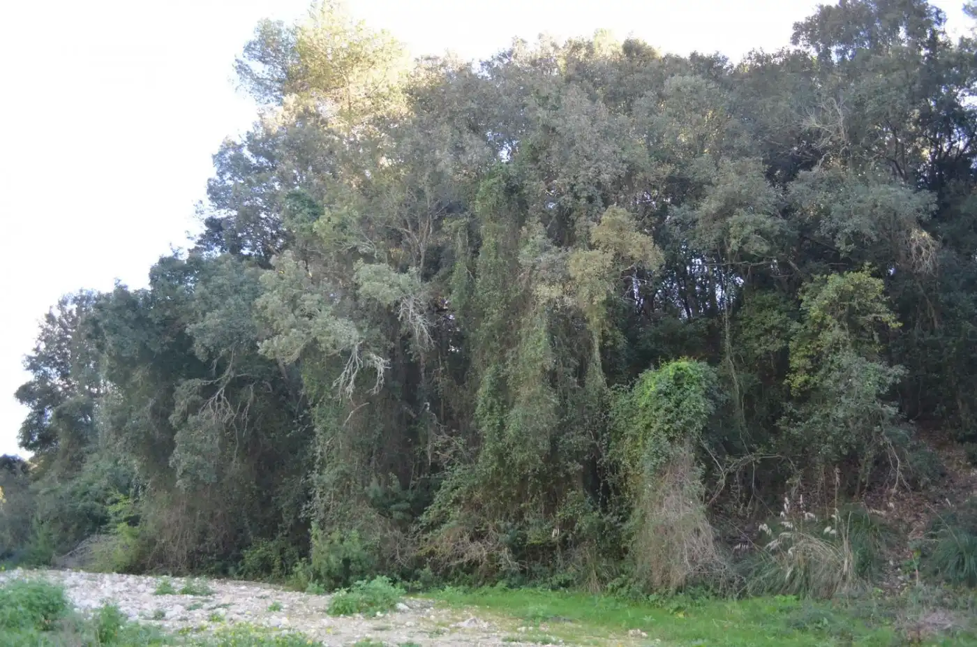 Casa rústica amb jardí en venda a Sant Llorenç des Cardassar, imagen 23
