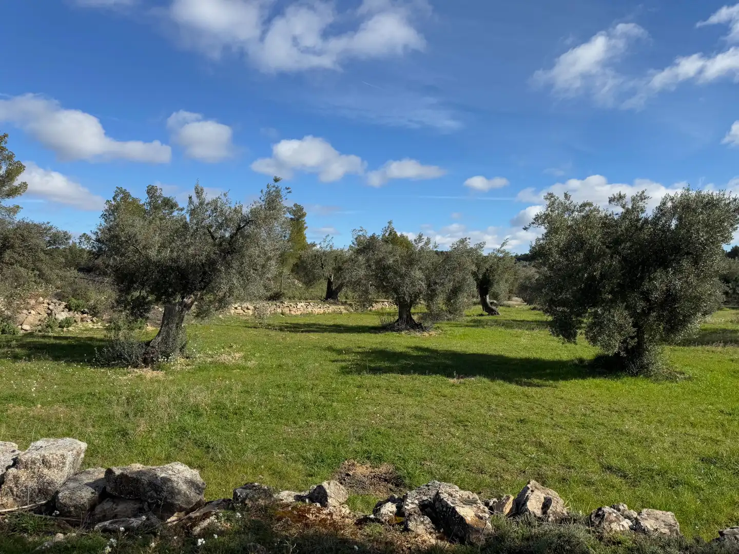 Terreni e lotti in vendita a Valderrobres, imagen 5