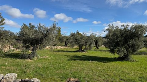 Valderrobres - Finca rústica, imagen 5