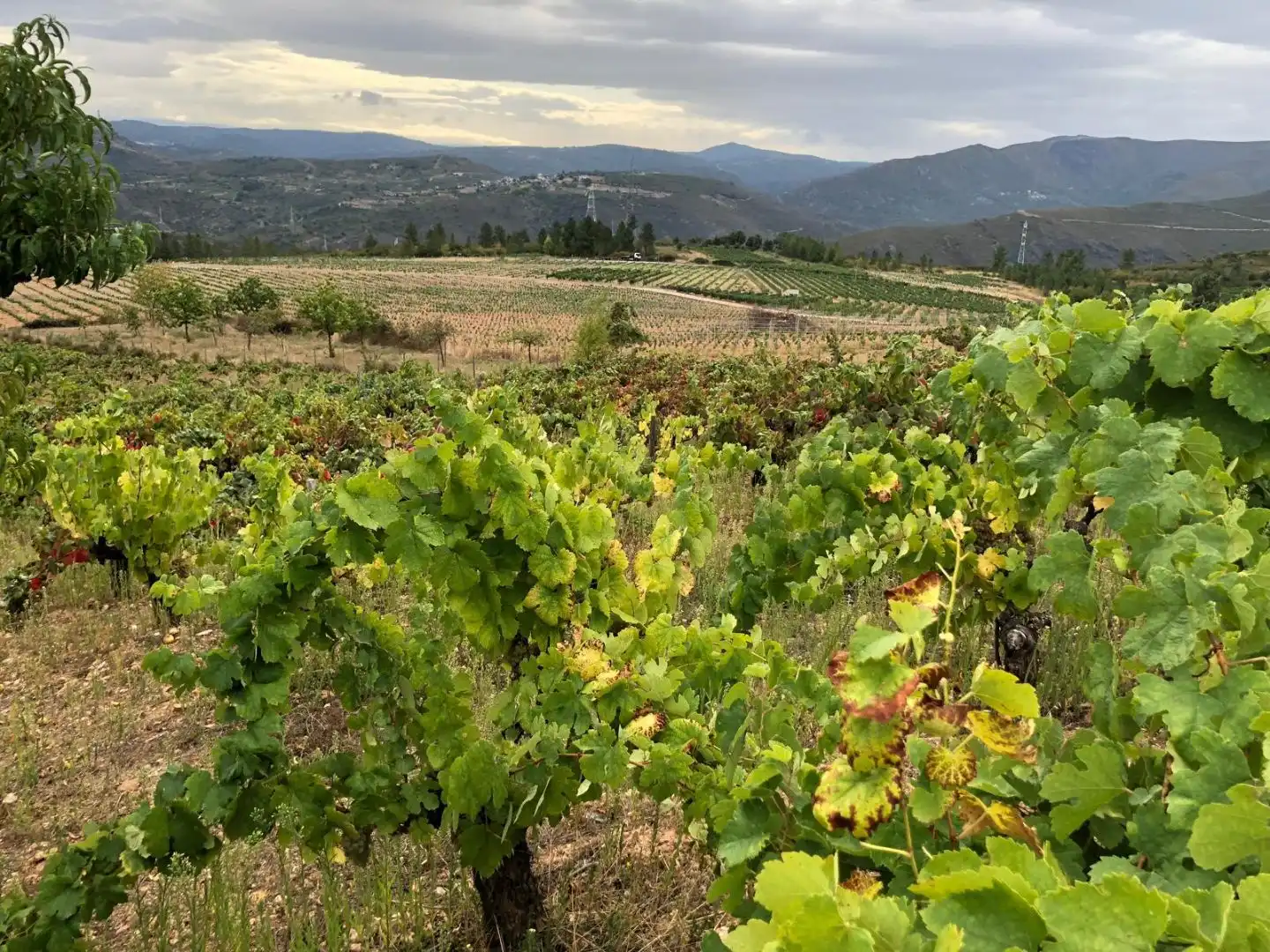 Land for sale in Larouco