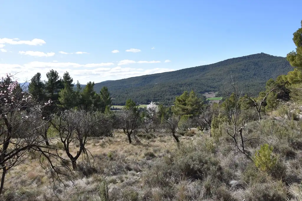 Land for sale in Fuentespalda