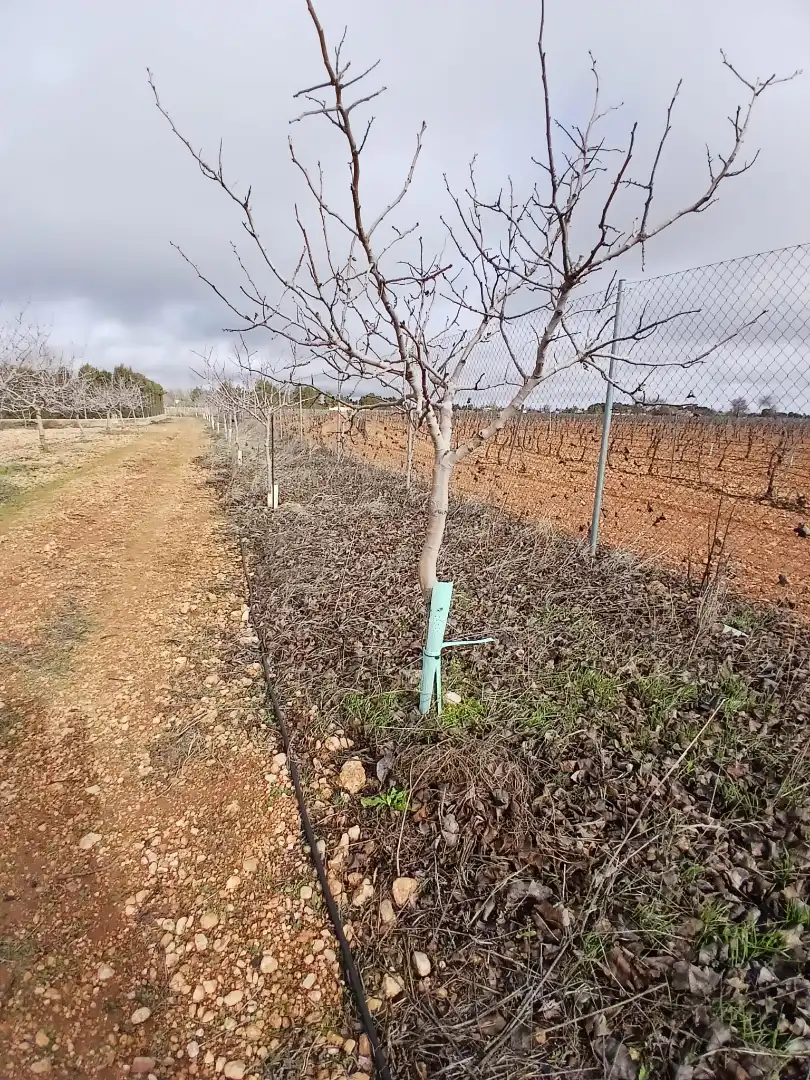 Rural land for sale in Carretera Solana, imagen 6