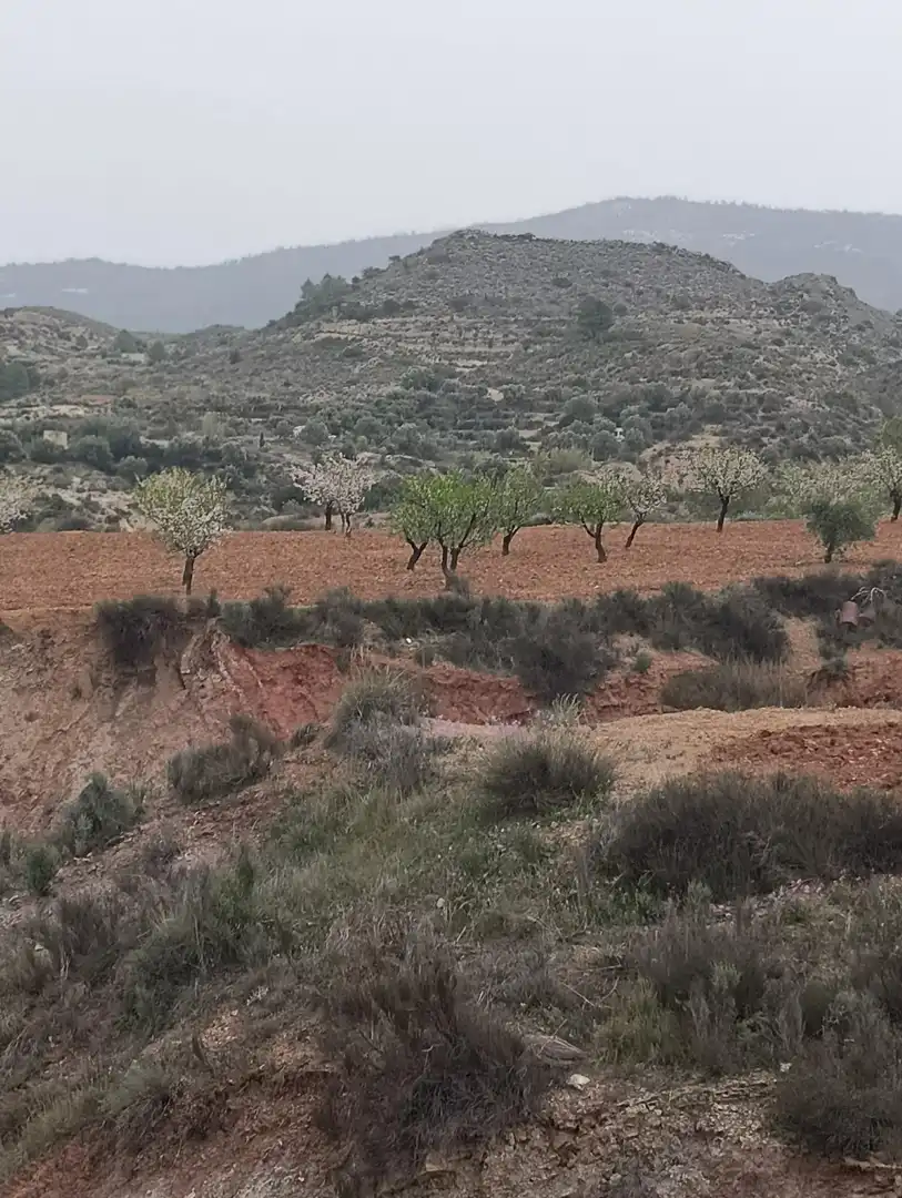Terrenys i solars en venda a Bullas, imagen 12
