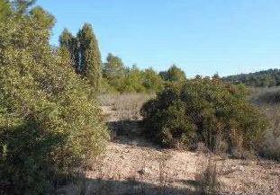 Foto 5 de Terreny en venda a Partida Terrer y Otras, S/n, Torres Torres, Valencia