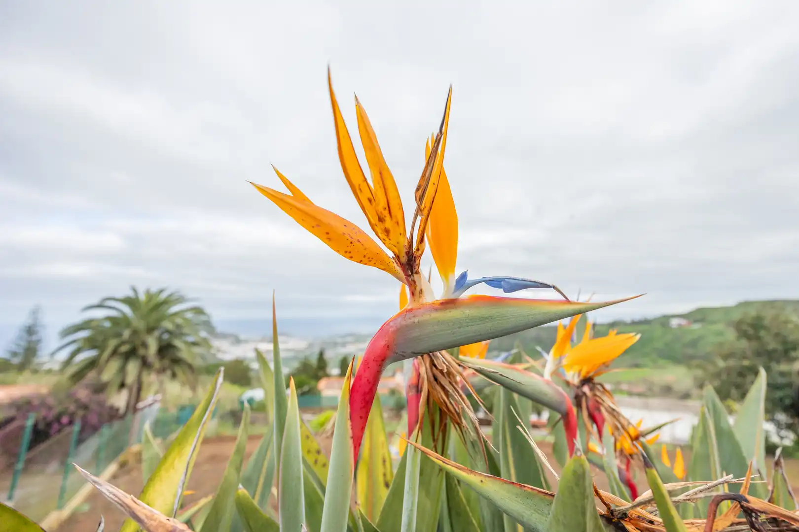 Jardín de Casa o chalet en venta en Arucas con Calefacción, Jardín privado y Terraza