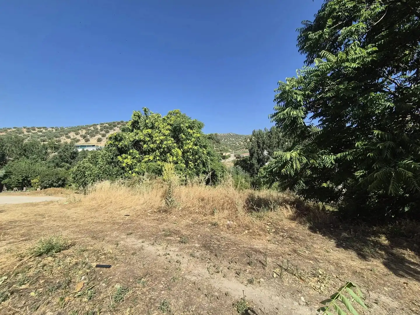 Terreno rústico en venta en Algarinejo, imagen 2