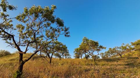 Photo 4 of Land for sale in Rambla Flores, Bayarque, Almería