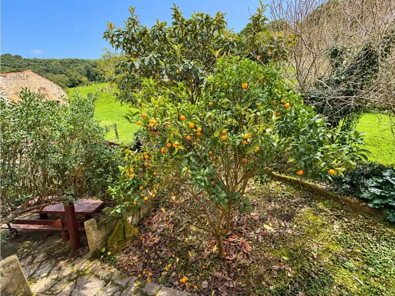 Jardí de Casa o xalet en venda en Voto, Cantabria