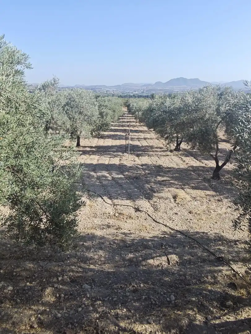 Country homes for sale in Sax  with Private garden, Storage room and Swimming Pool