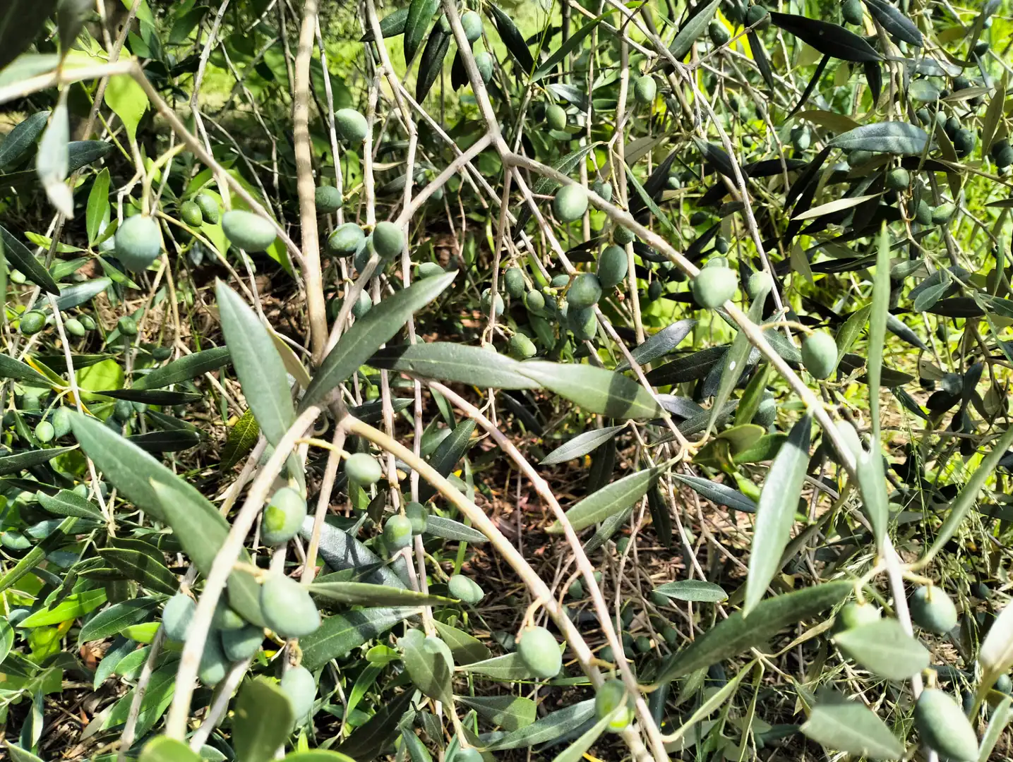Jardí de Casa o xalet en venda en Cervià de Ter amb Jardí privat, Terrassa i Balcó