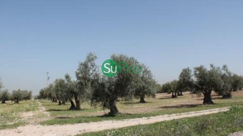 OLIVAR EN VENTA EN YELES, immagine 4