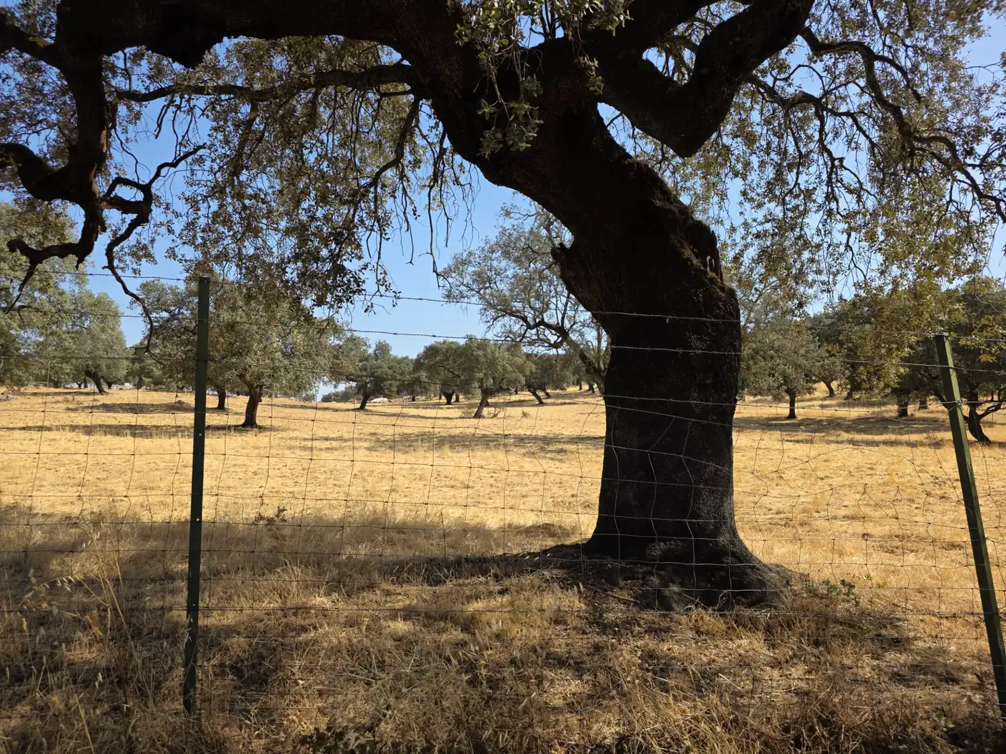 Rural land for sale in Sur, imagen 5