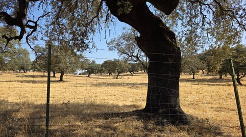 DEHESA DE 820 HA EN SIERRA NORTE DE SEVILLA CON CORTIJO, PISCINA Y EXPLOTACIÓN GANADERA, imatge 5