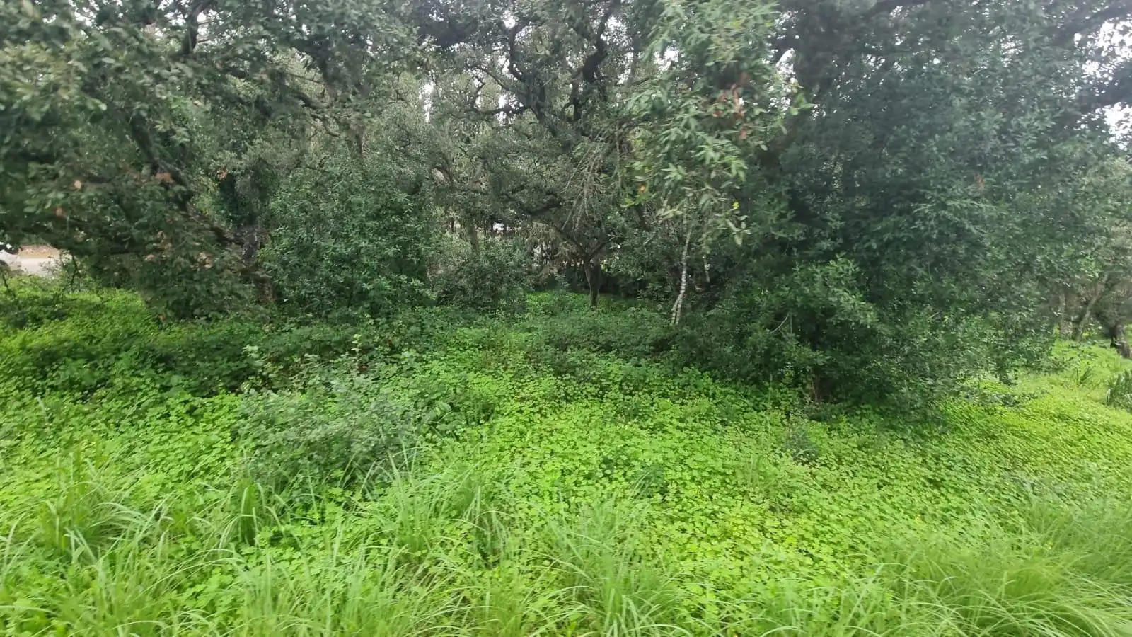 Terreno residencial en venta en San José - San Bernardo, imagen 3