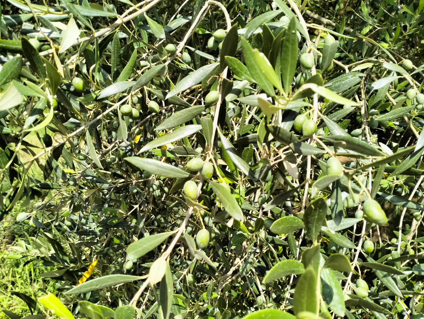 Jardí de Casa o xalet en venda en Cervià de Ter amb Jardí privat, Terrassa i Balcó