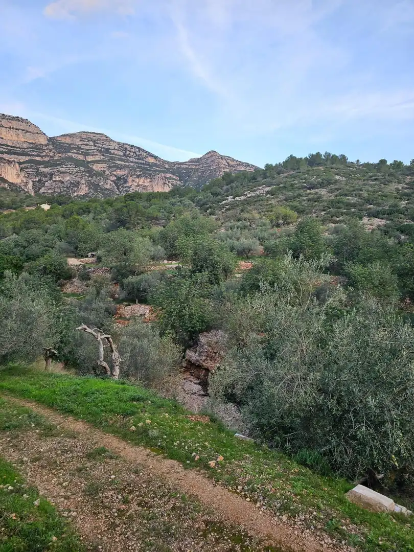 Rural land for sale in Alcanar