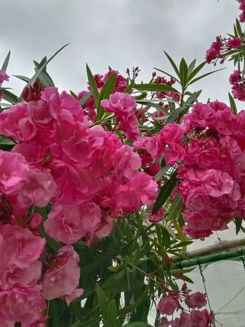 Jardí de Finca rústica en venda en Garachico amb Jardí privat, Traster i Piscina