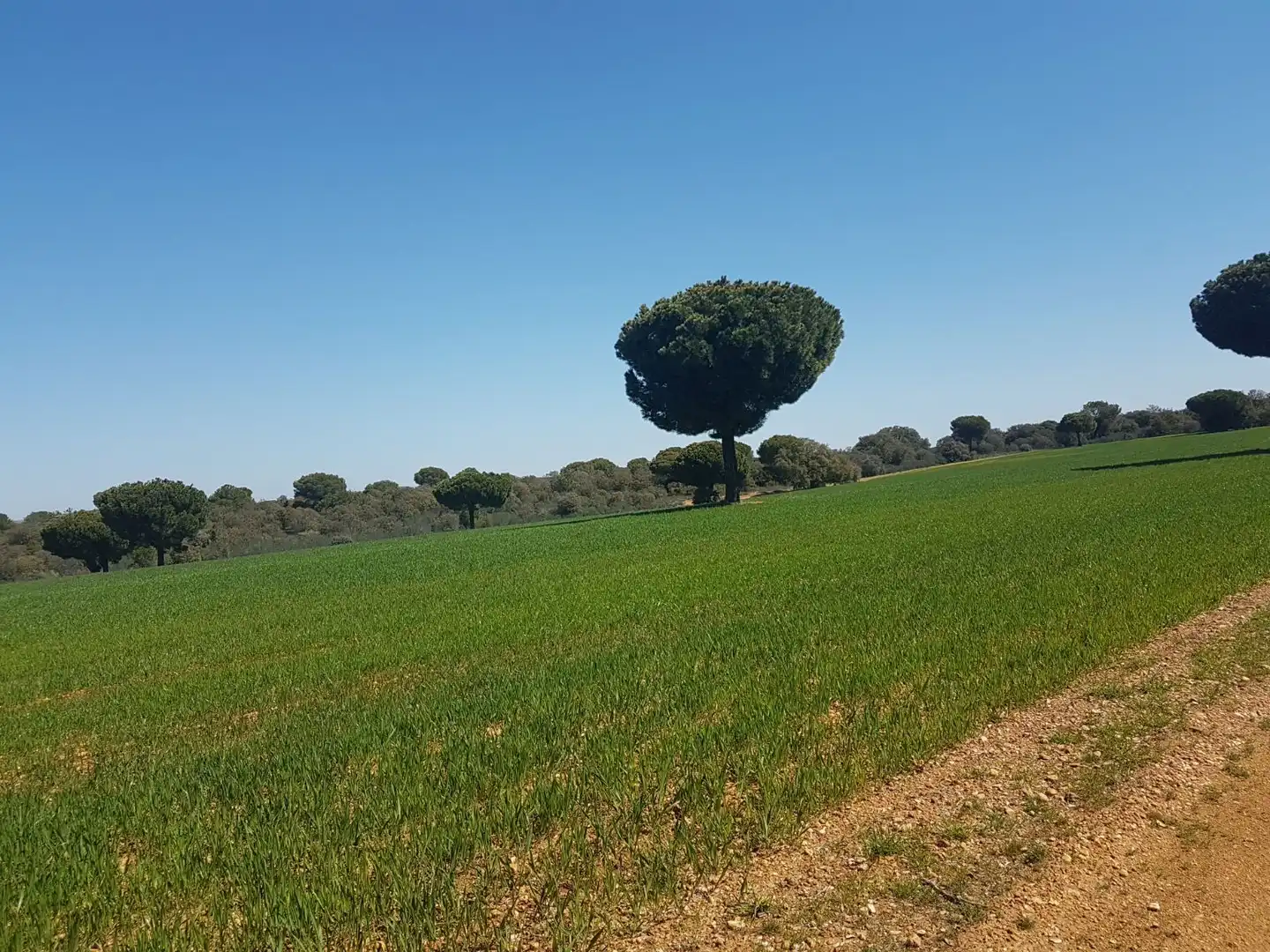 Terreno rustico in vendita a Añover de Tormes